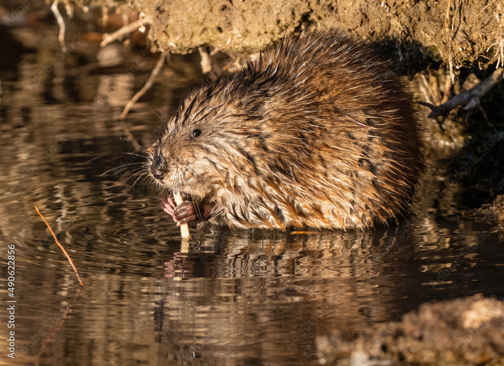 A very dexterous Muskrat finishing off a piece of vegetation it is feeding on. A very dexterous Muskrat finishing off a piece of vegetation it is feeding on.