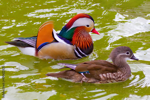 Colorful Mandarin Duck Couple Swiming in Lake