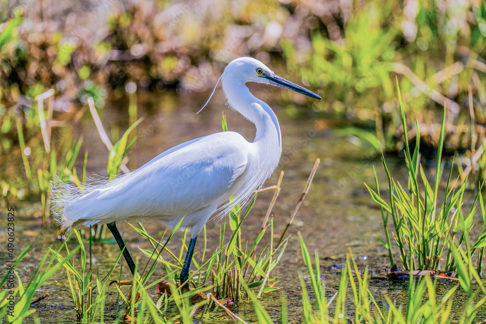 Fototapeta premium Egret in the sun