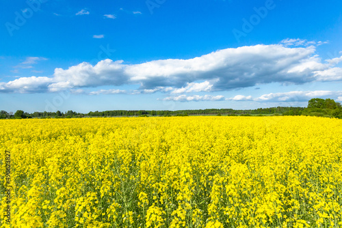 Nature forming Ukrainian flag with sky and oilseed