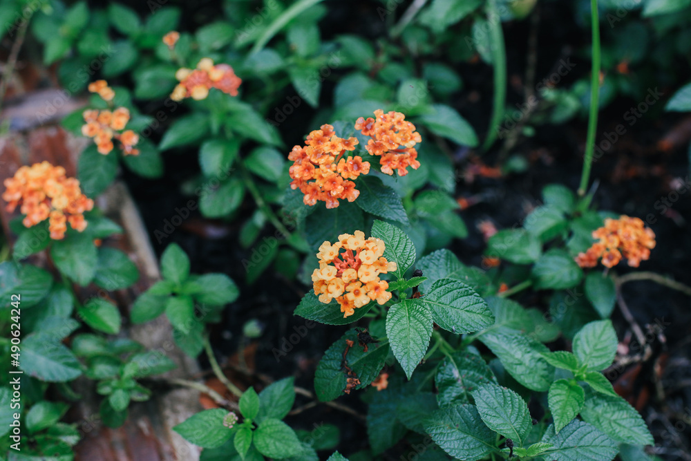 West Indian Lantana a species of colorful flowers blooming in the garden. Floral natural background. West Indian Lantana a species of colorful flowers blooming in the garden. Floral natural background.