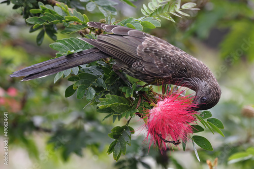Little Wattle Bird feeding on nectar of the Mexican Flame Bush photo