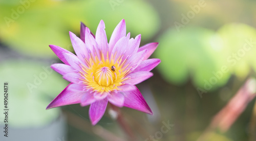 The purple lotus and the bee   And lotus on the water.