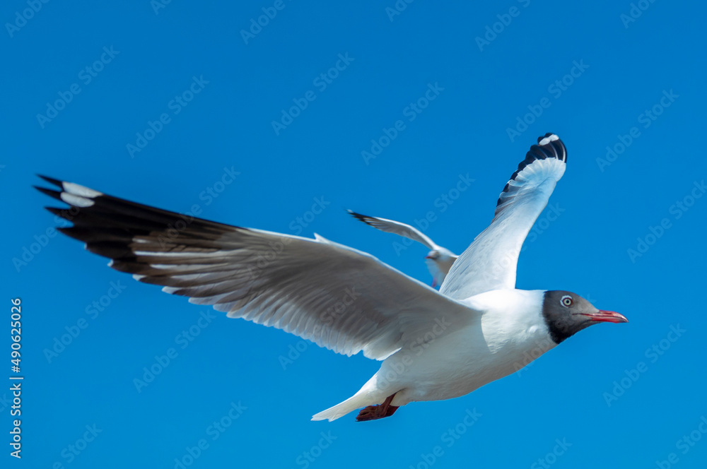 Fototapeta premium seagull on sky