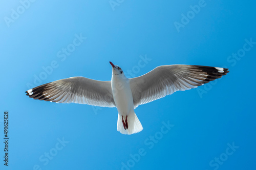 Canvas Print seagull in the sky