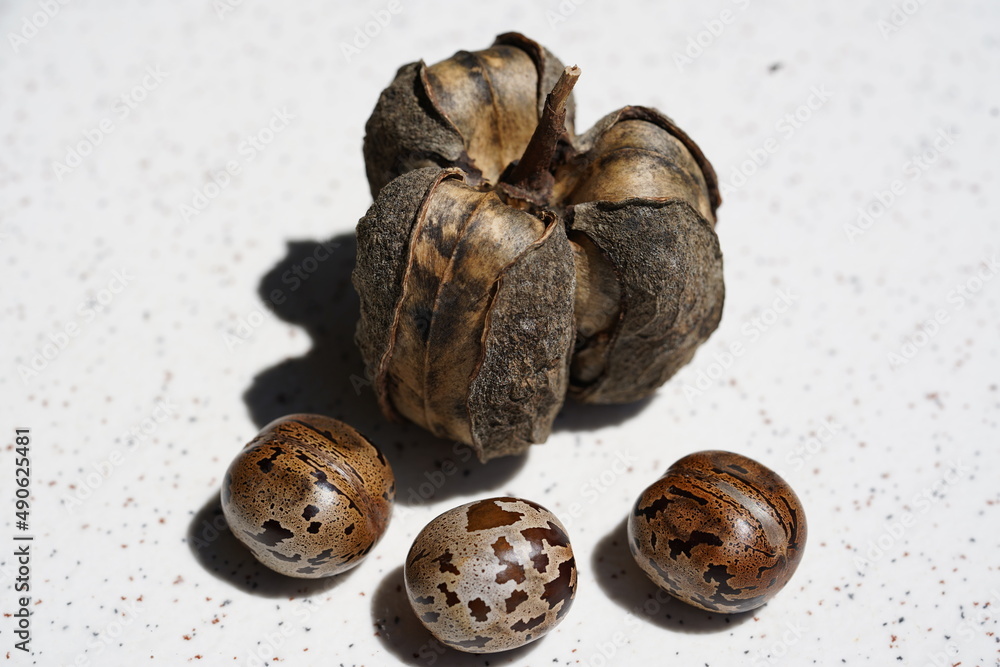 Seeds of Amazonian rubber tree (Hevea brasiliensis) against light