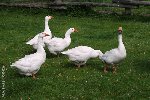 farmyard geese on the grass © Terry