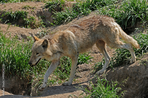 wolf near its den