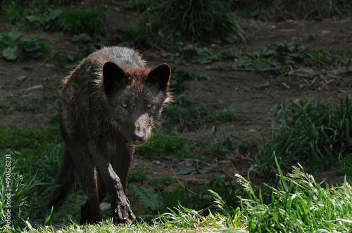 wolf near its den