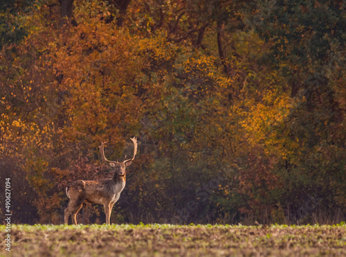 Wild deer(dama dama) in autumn magic morning, in the forests of Romania