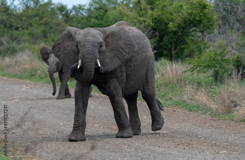 two elephants crossing the road