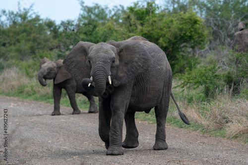 two elephants crossing the road