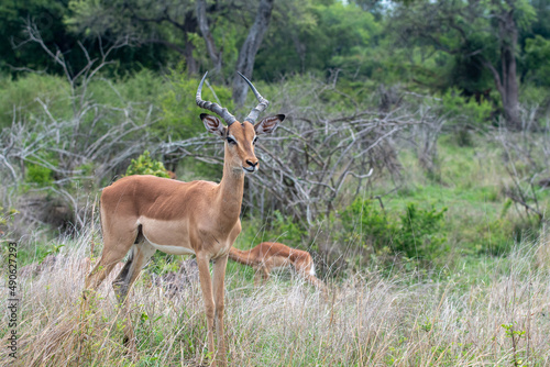 Impala in Kruger © Tony Campbell