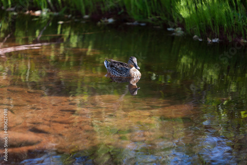 Duck in the water of Oak Creek at Cathedral Rock in Sedona, Arizona, USA