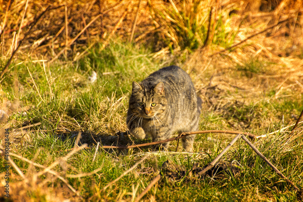 Fototapeta premium gray cat getting ready to go hunting