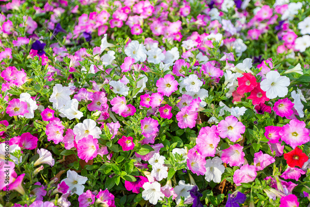 Petunia flower field Petunia flower field