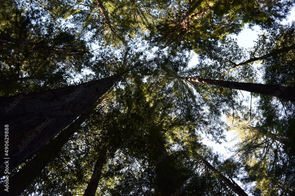 Fototapeta premium Forest trees from below
