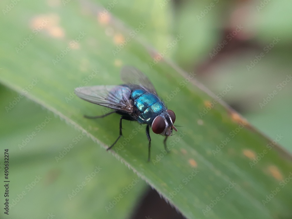 Naklejka premium fly on leaf