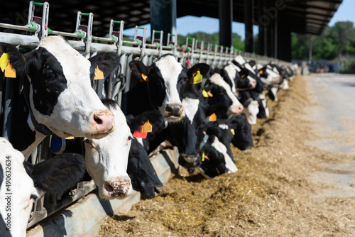 Billede på lærred Modern farm cowshed with milking cows eating hay