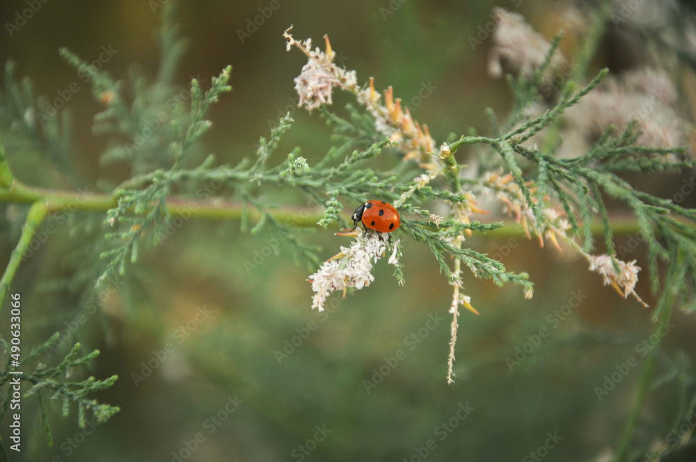 Ladybug close up in nature with green plants Ladybug close up in nature with green plants