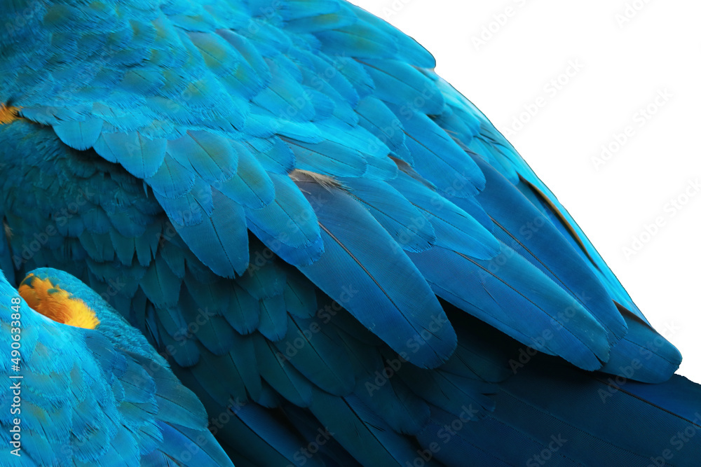 Fototapeta premium close up a feathers of macaws