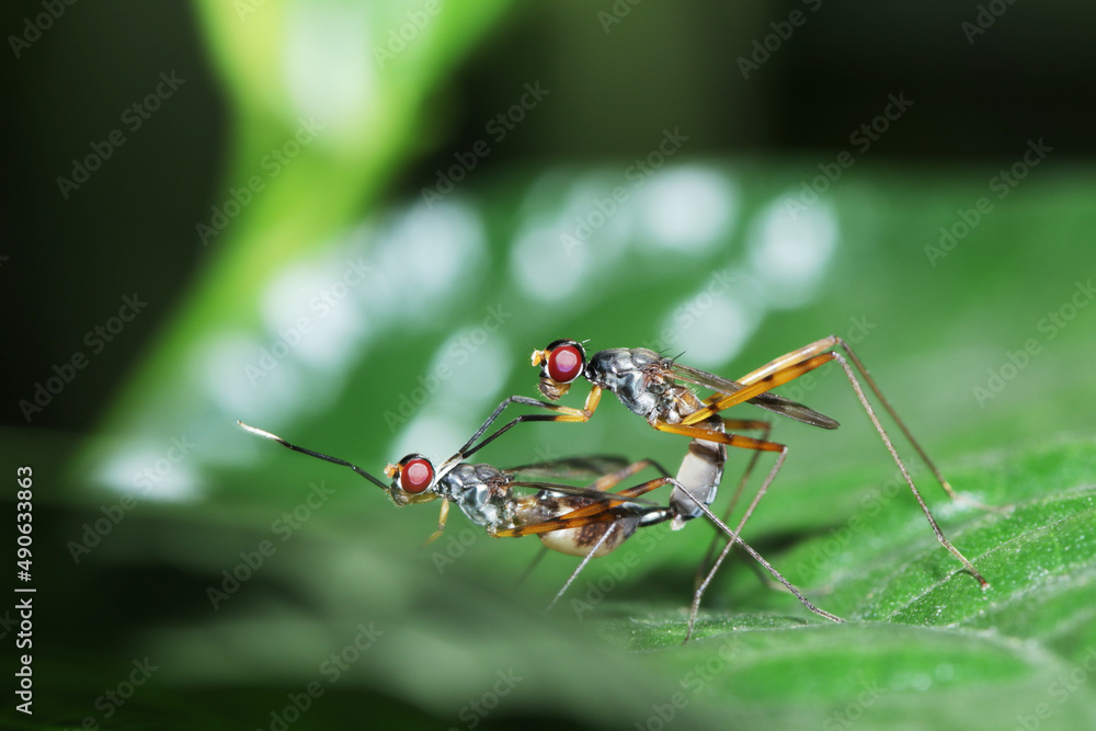 A fly insect mating on green leaf A fly insect mating on green leaf