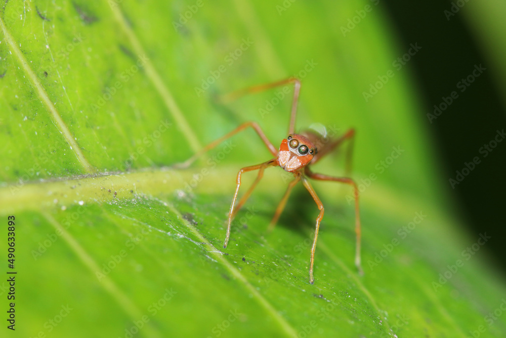 A mimic ant spider on green leaf A mimic ant spider on green leaf