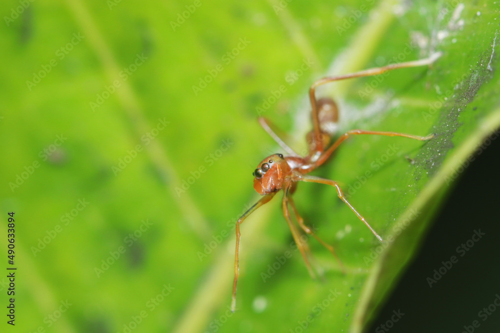 A mimic ant spider on green leaf A mimic ant spider on green leaf