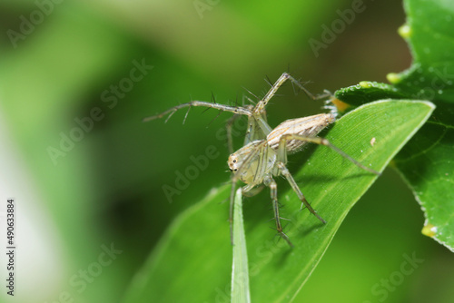 A jumper spider on leaf