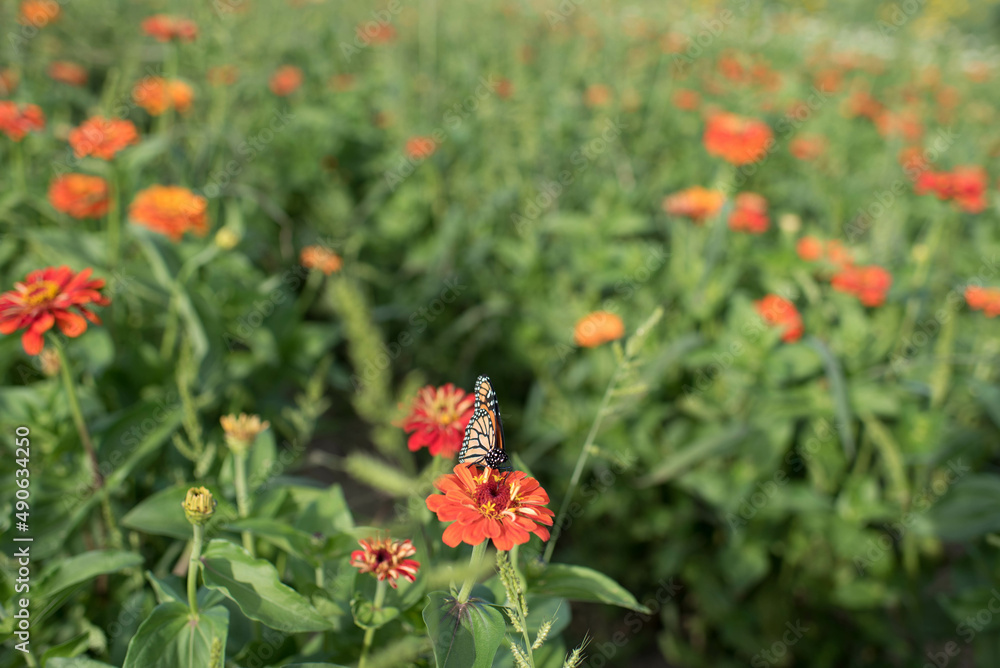 butterfly on a red zinnia flower butterfly on a red zinnia flower