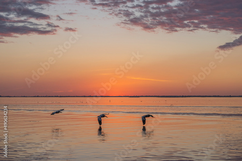Fototapeta Naklejka Na Ścianę i Meble -  Sunset on the sea with birds