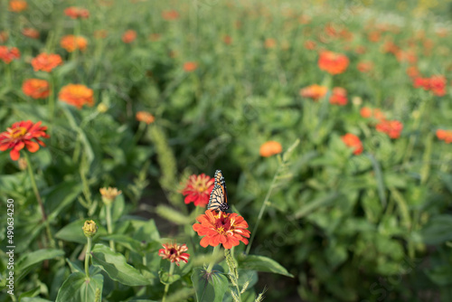 butterfly on a red zinnia flower