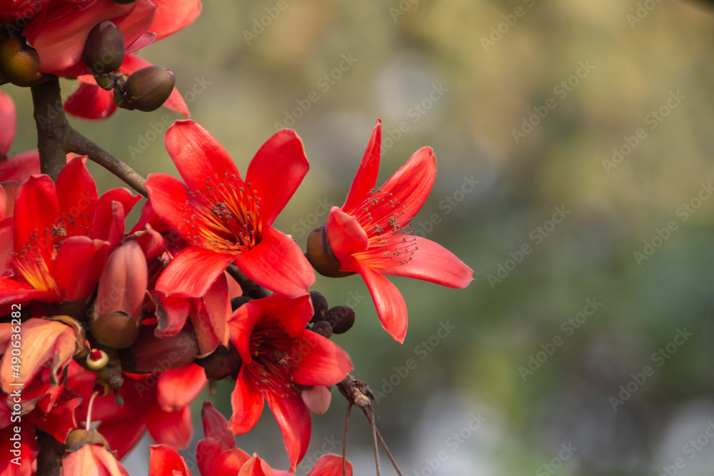 Bombox Ceiba or silk cotton flower . Bombox Ceiba or silk cotton flower .