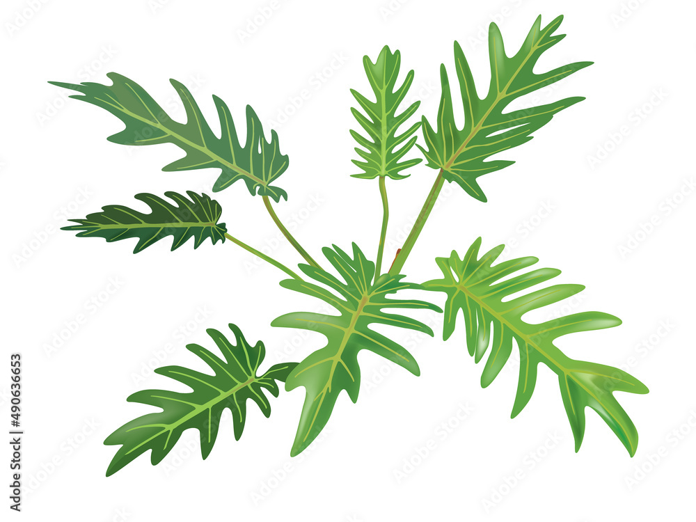 Greenery Leaves isolated on white background Greenery Leaves isolated on white background