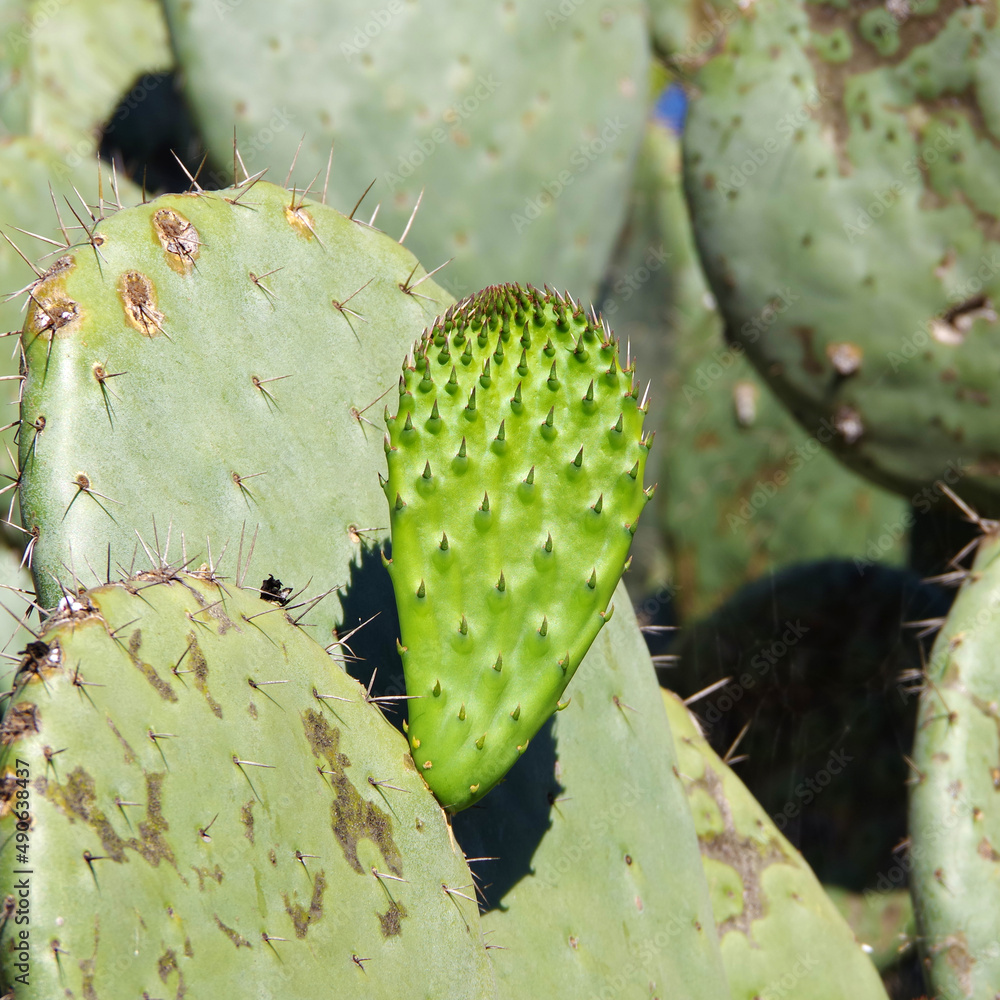 Leafy prickly pear cactus with fresh green growth in early spring Leafy prickly pear cactus with fresh green growth in early spring