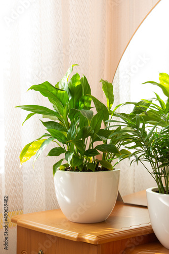 Green tropical plant on a bedside table with a mirror. The concept of home floriculture.