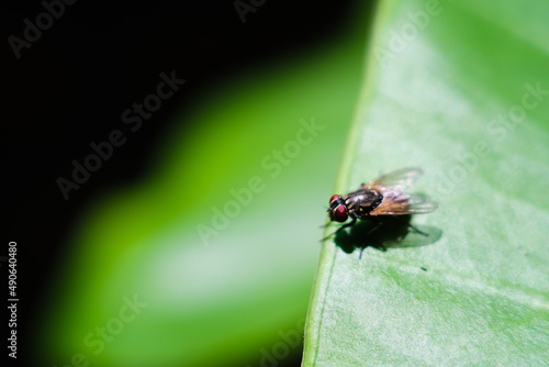 a fly on a green leaf