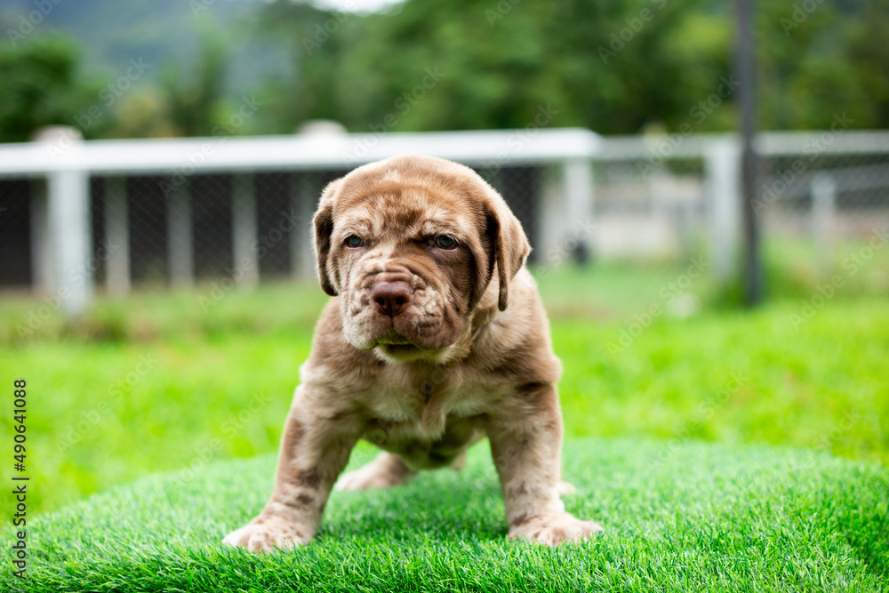 puppy light brown white cute fat on the green lawn Neapolitan Mastiff puppies mix with Bandog.