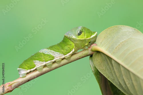 A green caterpillar is eating young leaves. This insect likes fruit, flowers and young leaves. 