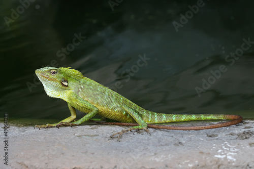 A green crested lizard (Bronchocela jubata) is sunbathing before starting its daily activities.