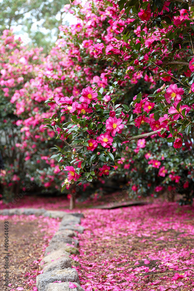 동백꽃(Camellia flower)