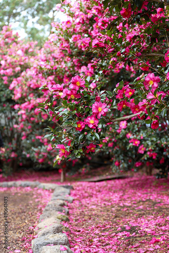동백꽃(Camellia flower) © 필중 강