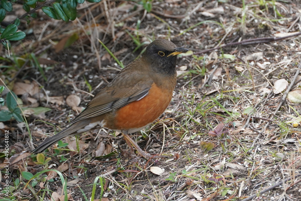 brown headed thrush on the ground brown headed thrush on the ground