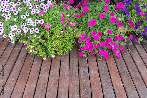Beautiful petunias (Petunia Hybrida) flowers is blooming for lover pink, purple petunia floras in flowerpot at the gardening park in spring time with wooden floor background.Focus at flower.