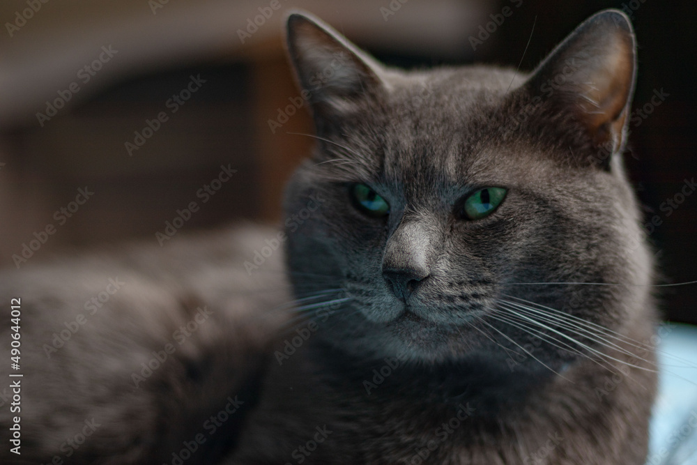 portrait of a cat, Russian cat, lovely cat.