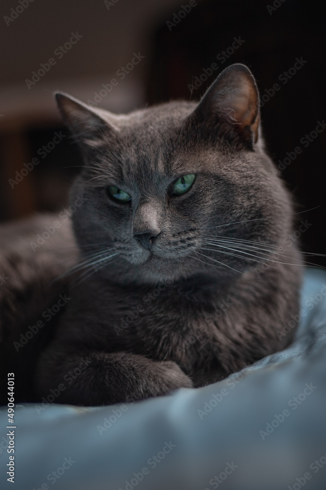 cat on the couch, portrait of a cat, Russian cat, lovely cat.