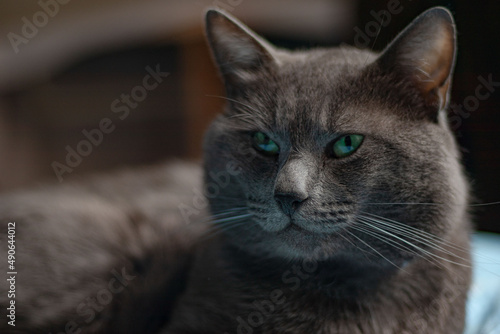 portrait of a cat, Russian cat, lovely cat.