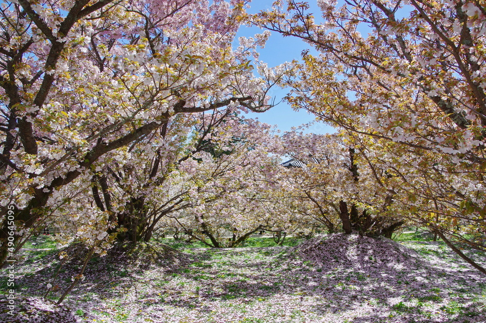 御室桜 咲く 仁和寺