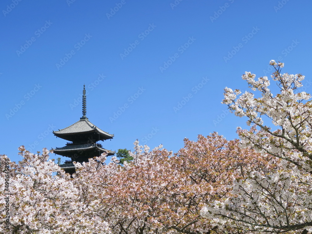 御室桜 咲く 仁和寺 御室桜 咲く 仁和寺