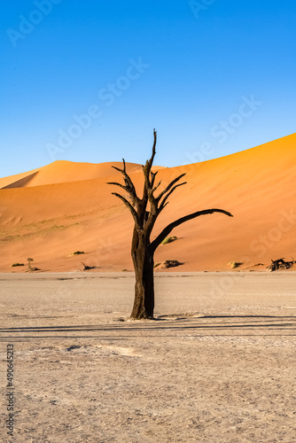 Namibia  the Namib desert  a tree isolated in the red dunes in background 